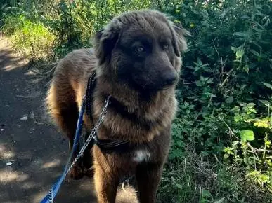 Adotta un cane, maschio, 3 anni e 10 mesi, Napoli