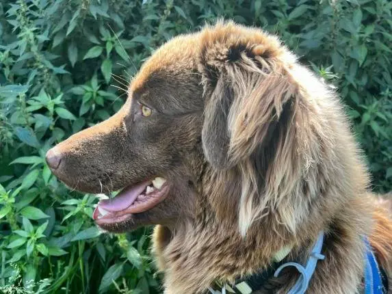 Adozione cane, maschio, Razza sconosciuta Razza sconosciuta, 3 anni e 10 mesi, taglia media contenuta, Napoli