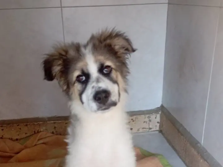 Adozione cane, femmina, Razza sconosciuta Razza sconosciuta, 8 mesi, taglia grande, Siracusa