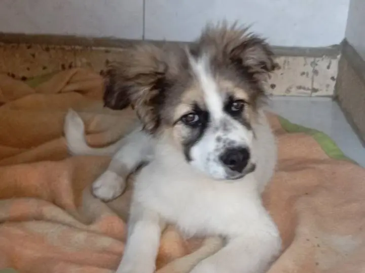 Adotta un cane, femmina, 8 mesi, Siracusa