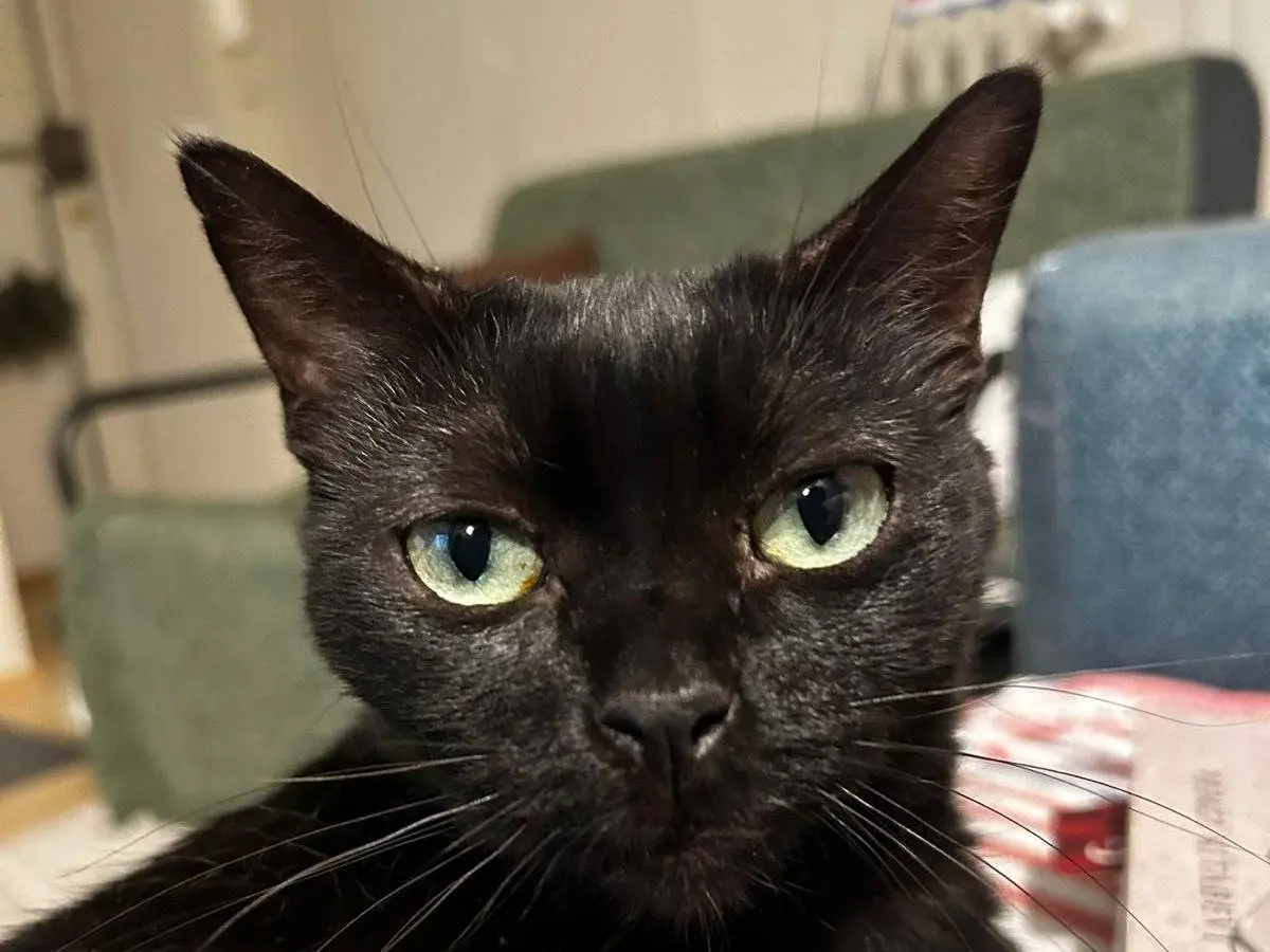 Adotta un gatto, femmina, 10 anni, Torino