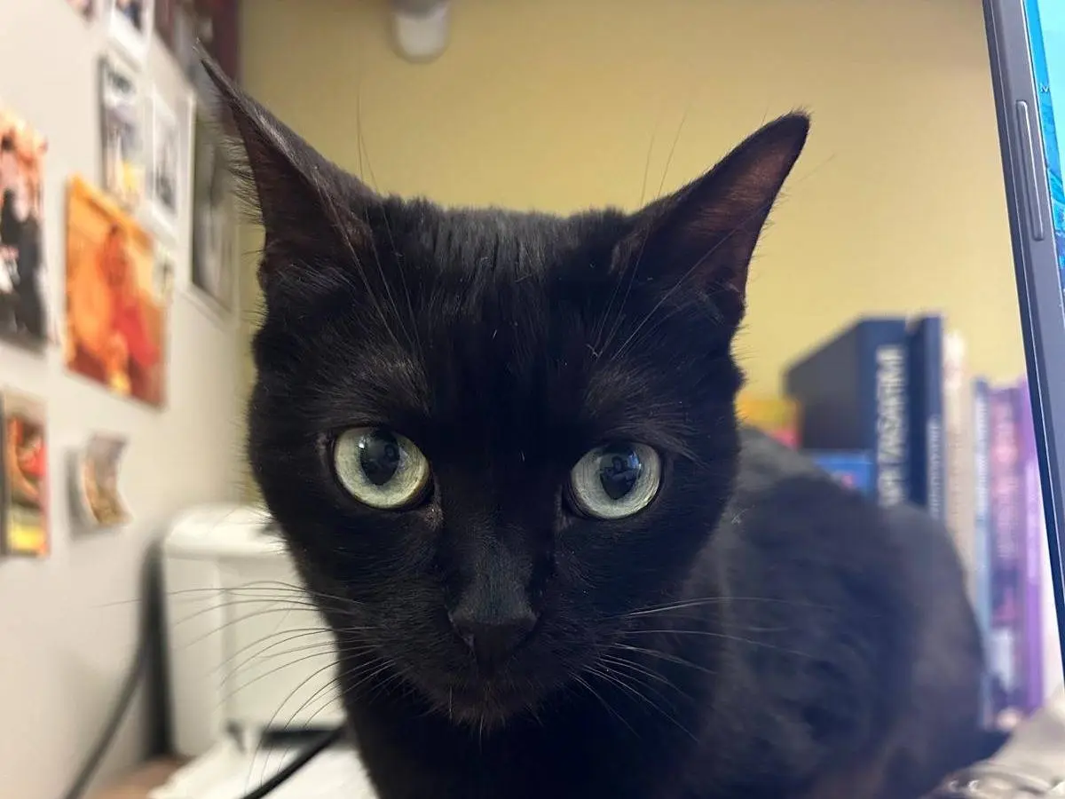Adotta un gatto, taglia non valida, femmina, Torino