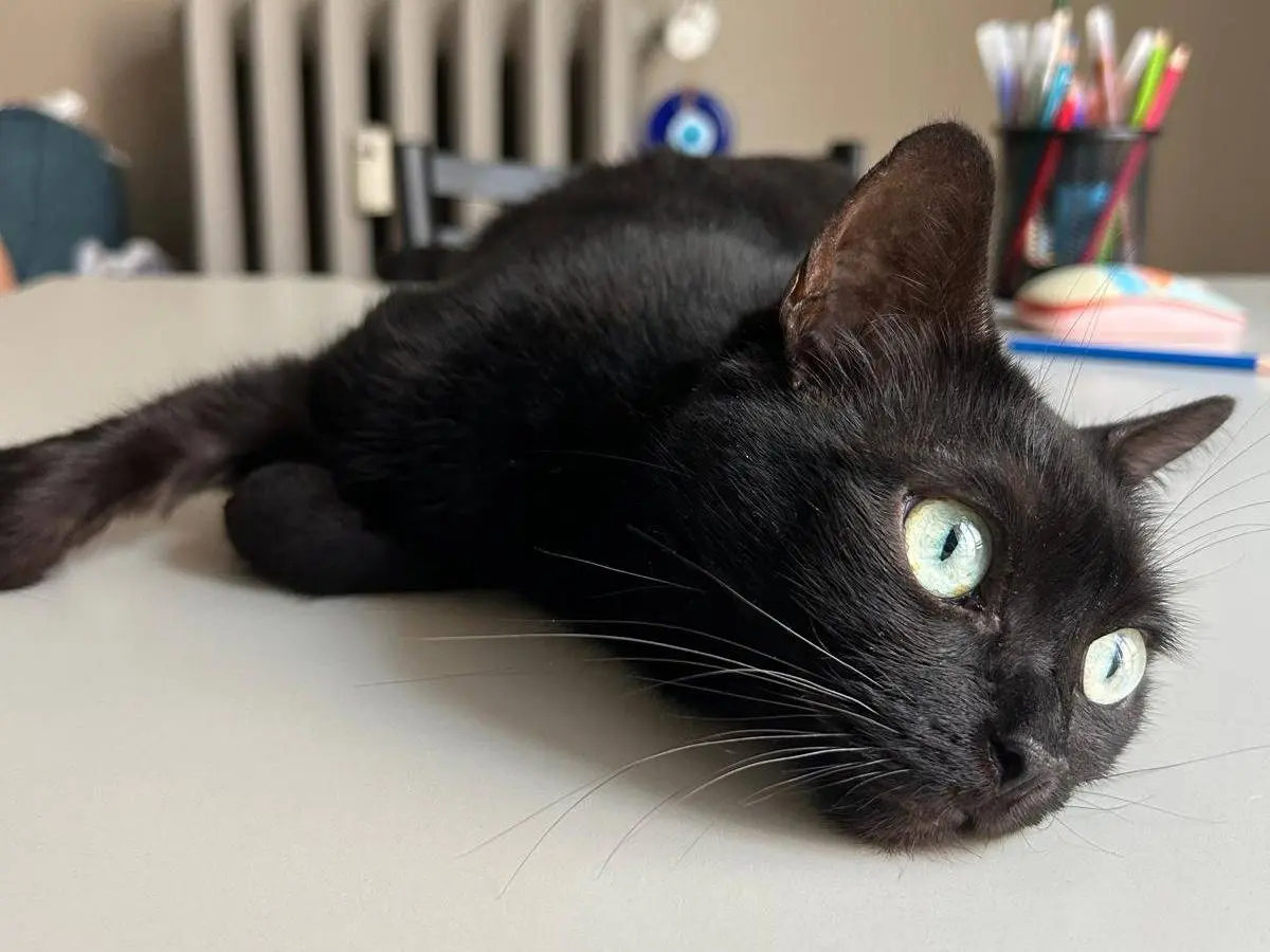Adozione gatto, femmina, Razza sconosciuta Razza sconosciuta, 10 anni, taglia non valida, Torino