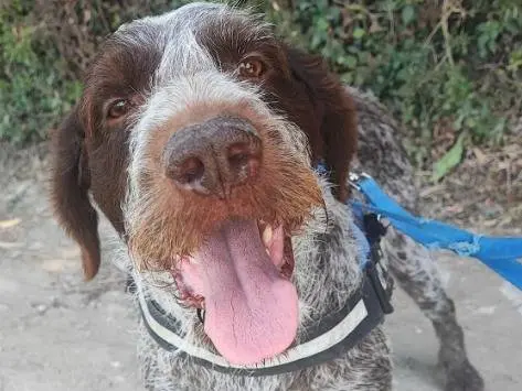 Adotta un cane, maschio, 2 anni e 10 mesi, Napoli
