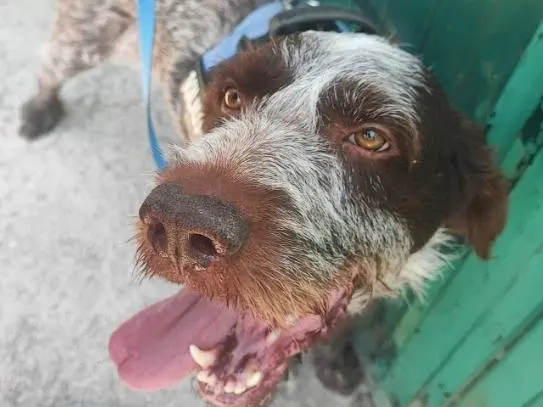 Adozione cane, maschio, Drahtaar Razza sconosciuta, 2 anni e 10 mesi, taglia media contenuta, Napoli