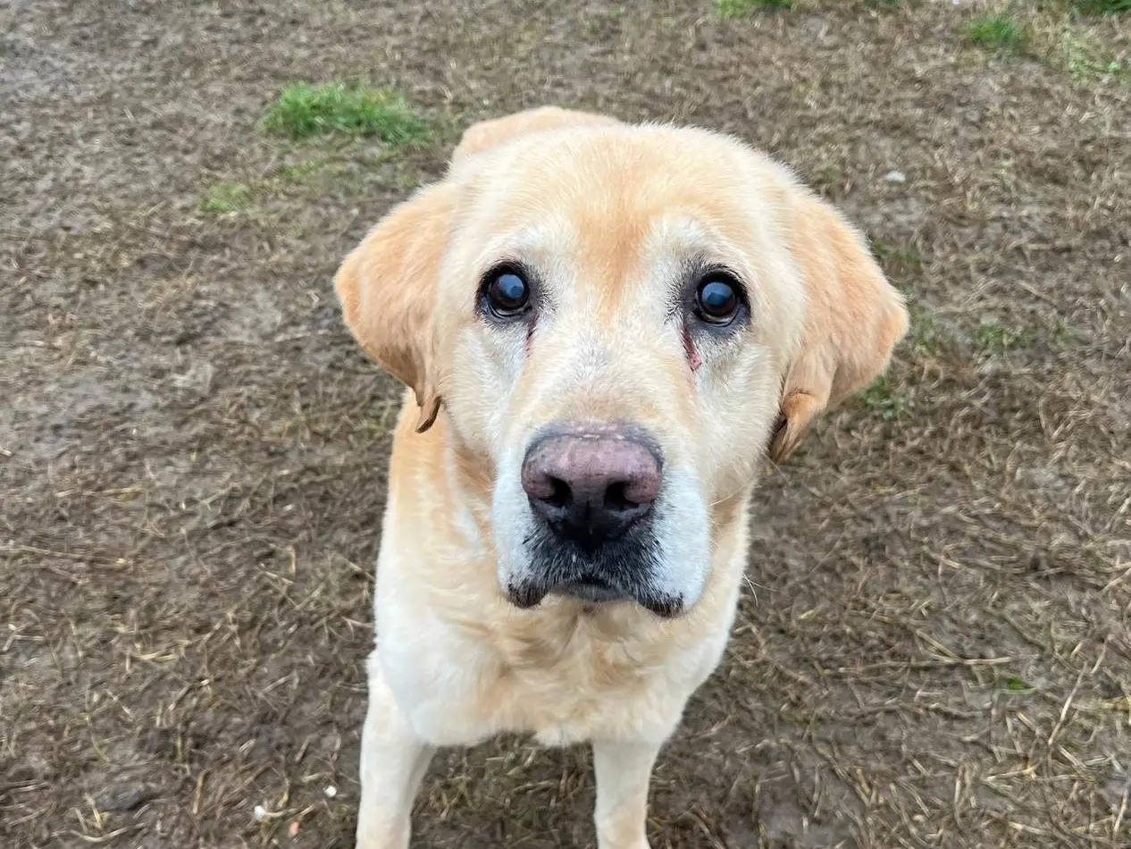 Adotta un cane, taglia grande, maschio, Pavia