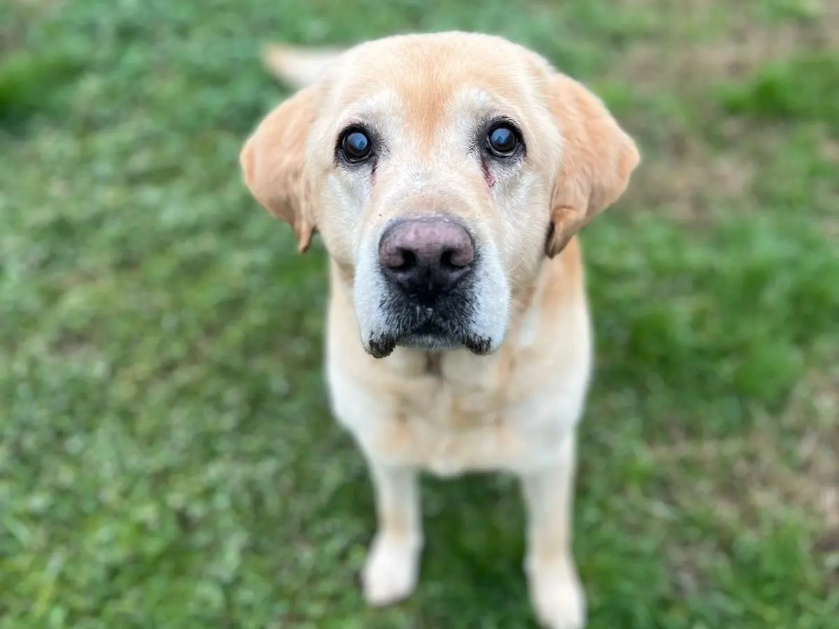 Adozione cane, maschio, Labrador Retriever Razza sconosciuta, 14 anni e 7 mesi, taglia grande, Pavia