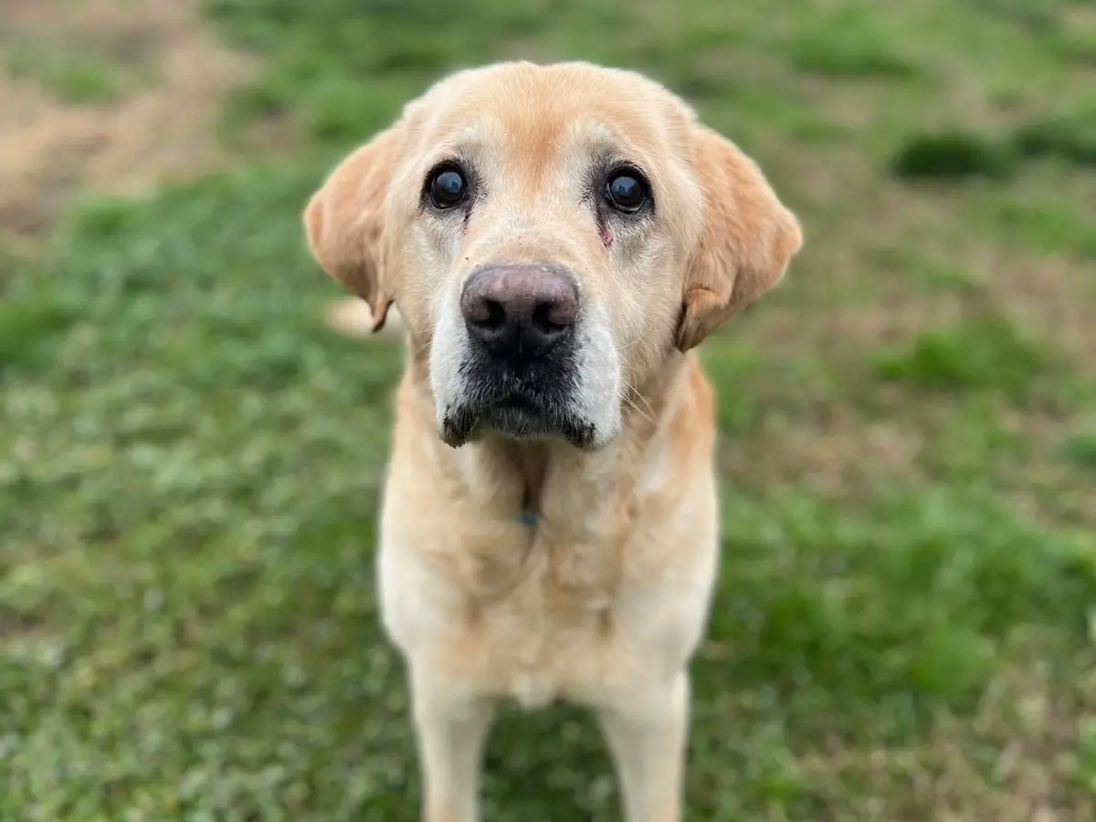 Adotta un cane, maschio, 14 anni e 7 mesi, Pavia