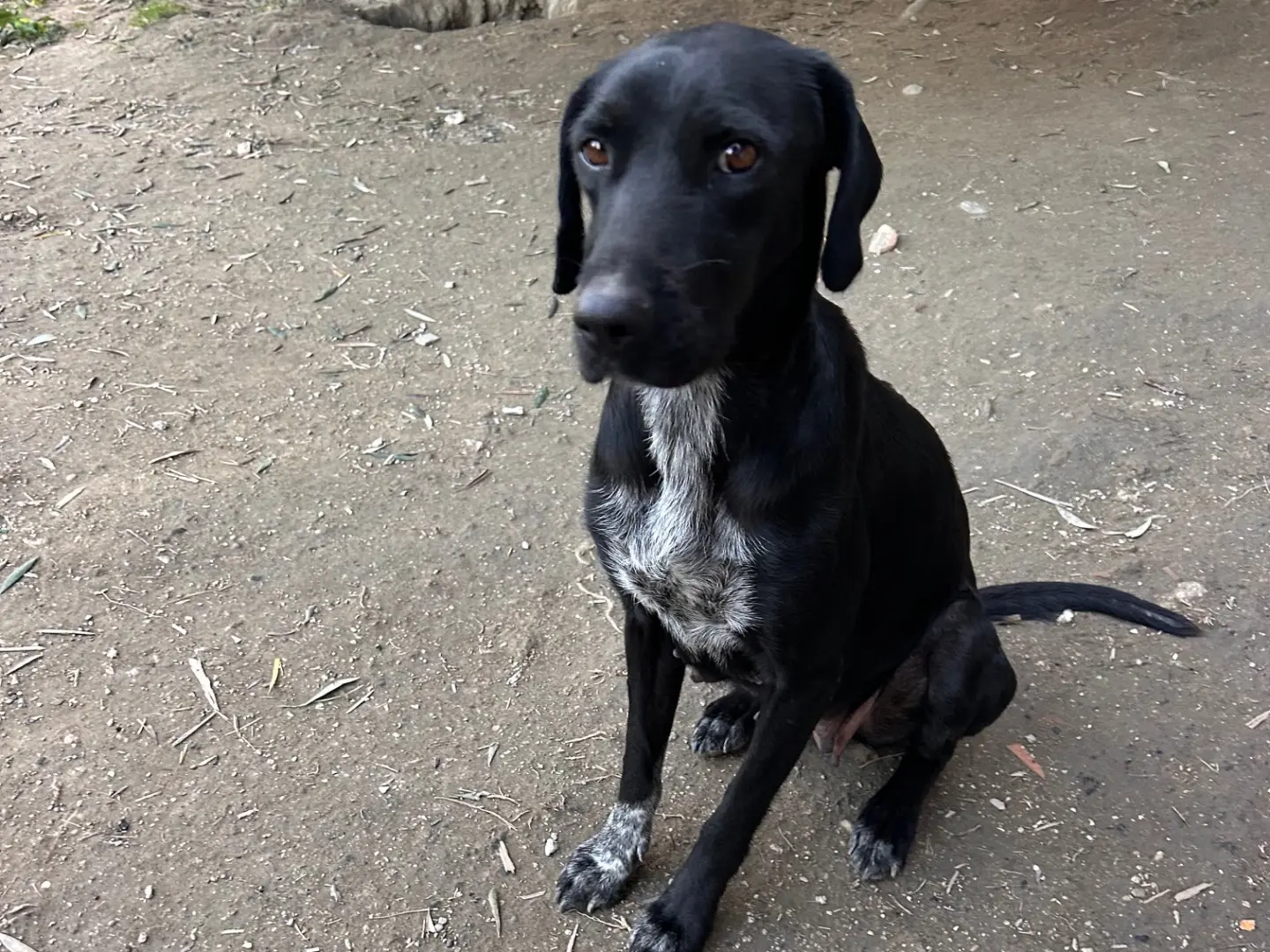 Vuoi adottare un cane a Latina?
