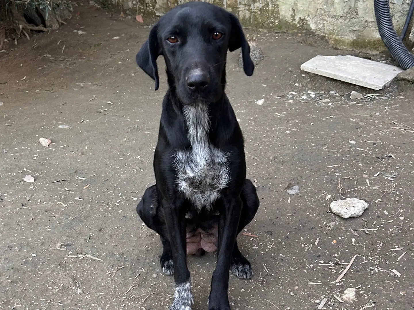 Adotta un cane, femmina, 1 anno e 9 mesi, Latina