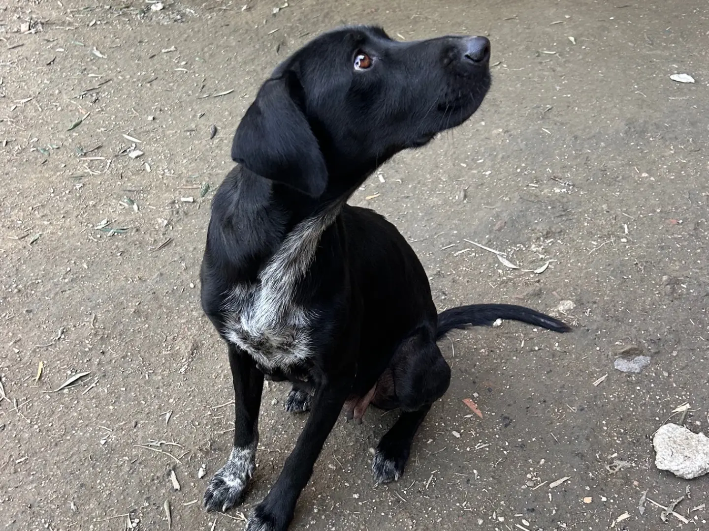 Adotta un cane, taglia media contenuta, femmina, Latina