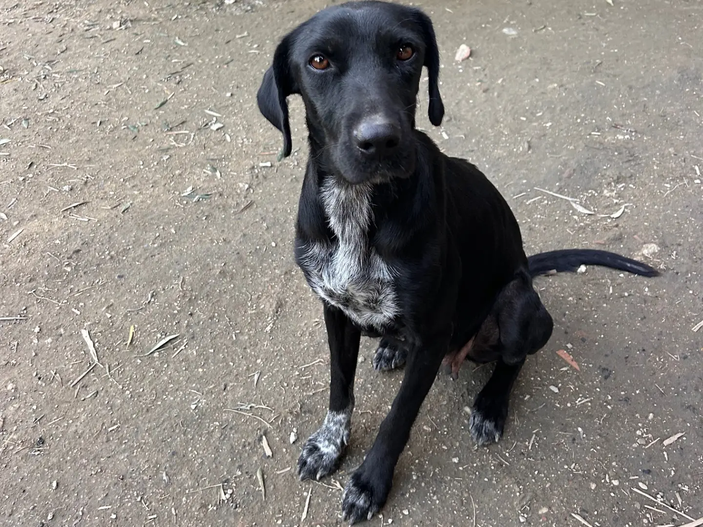Adozione cane, femmina, Razza sconosciuta Razza sconosciuta, 1 anno e 9 mesi, taglia media contenuta, Latina