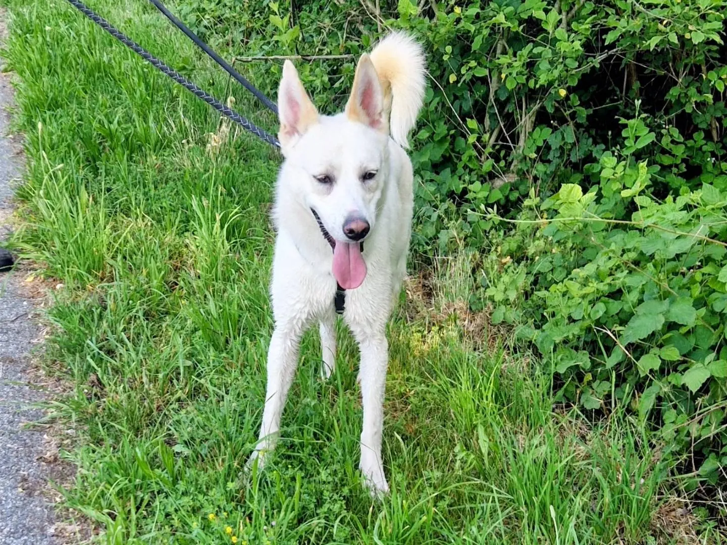 Adozione cane, maschio, Pastore maremmano Razza sconosciuta, 1 anno e 7 mesi, taglia media, Varese