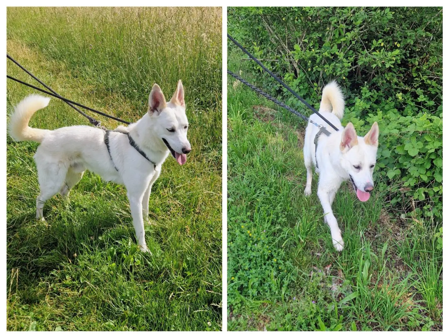 Adotta un cane, taglia media, maschio, Varese