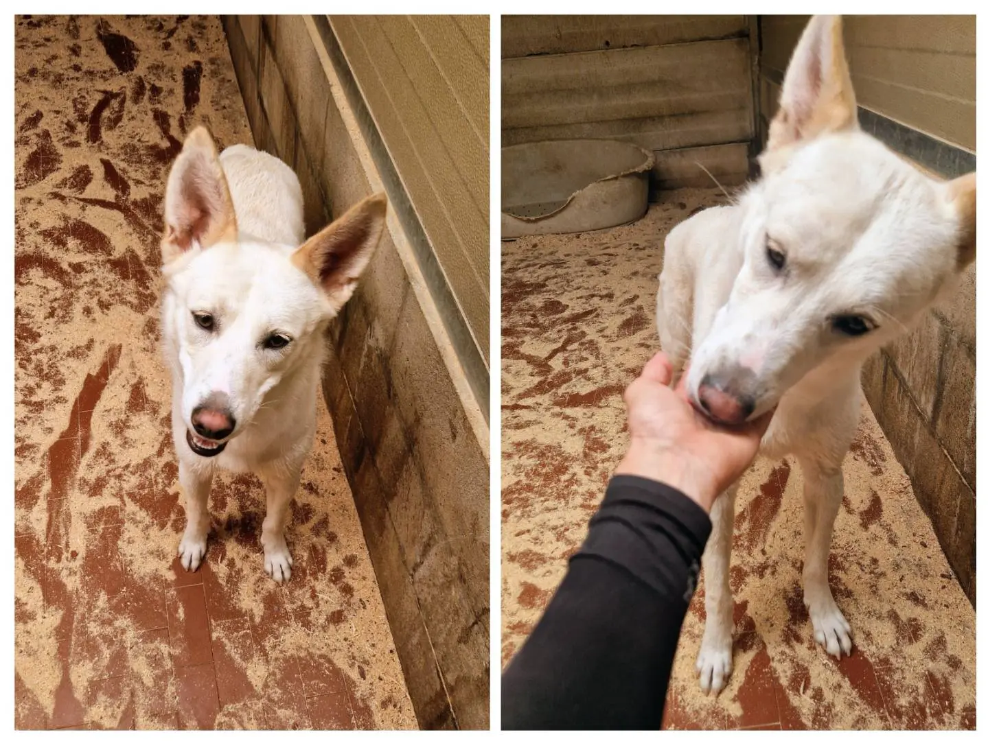 Vuoi adottare un cane a Varese?