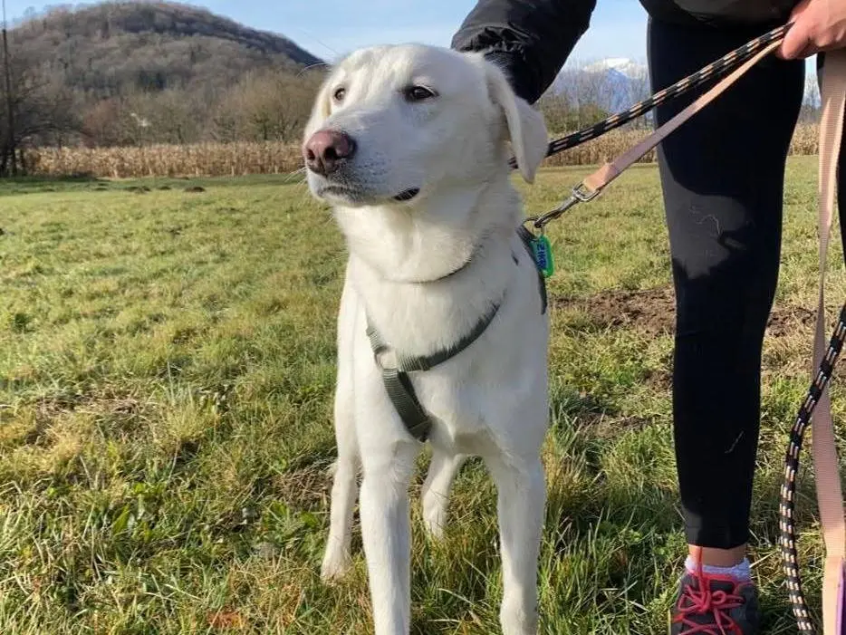 Adotta un cane, maschio, 1 anno e 7 mesi, Varese