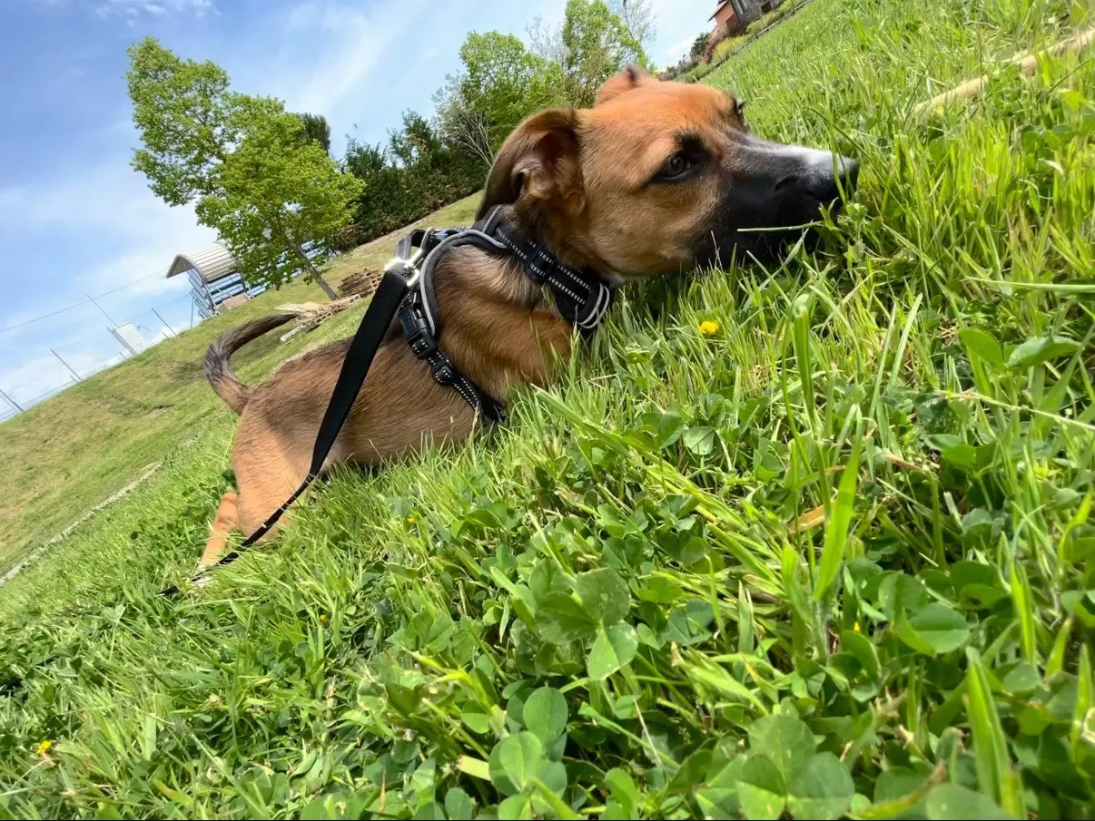 Adozione cane, femmina, Razza sconosciuta Razza sconosciuta, 3 anni e 9 mesi, taglia media contenuta, Firenze