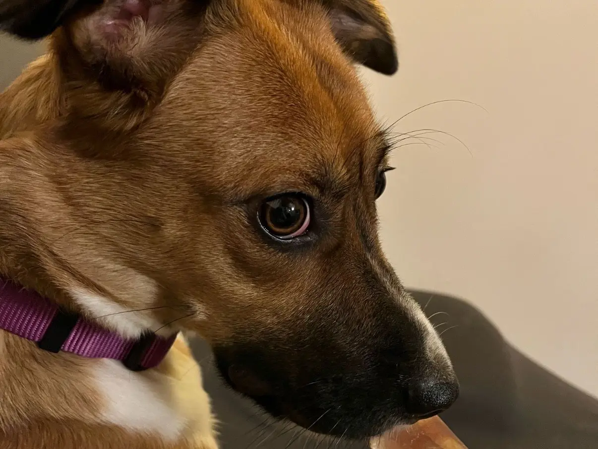 Adotta un cane, femmina, 3 anni e 9 mesi, Firenze