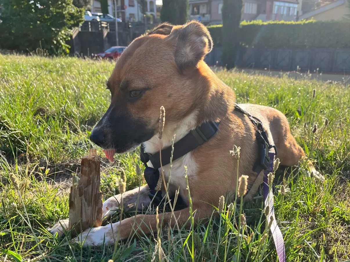 Adotta un cane, taglia media contenuta, femmina, Firenze