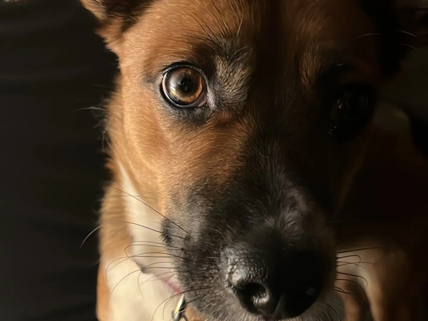 Adotta il cane Atena a Firenze