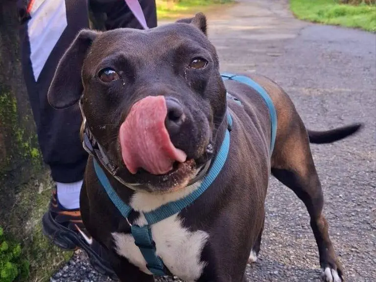 Adotta un cane, taglia media, femmina, Torino