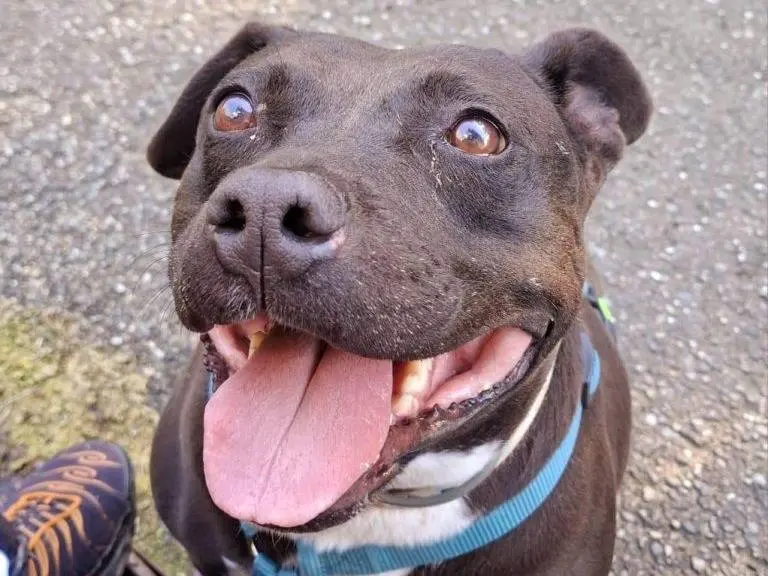 Adozione cane, femmina, American Staffordshire Terrier Razza sconosciuta, 10 anni e 7 mesi, taglia media, Torino