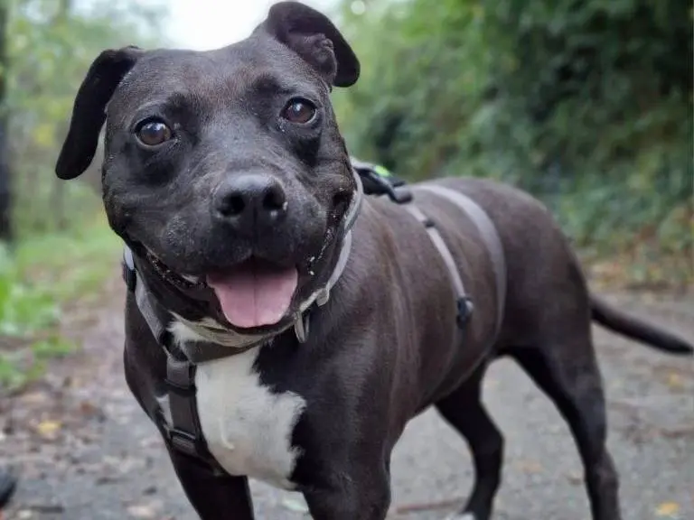 Adotta il cane Nerina a Torino