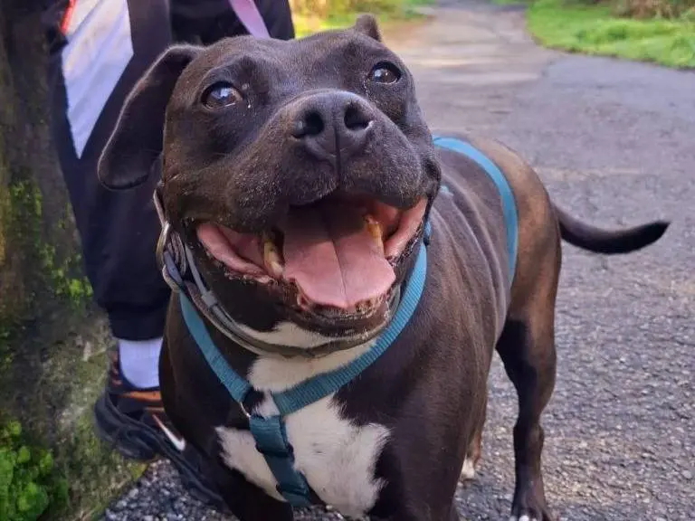 Adotta un cane, femmina, 10 anni e 7 mesi, Torino