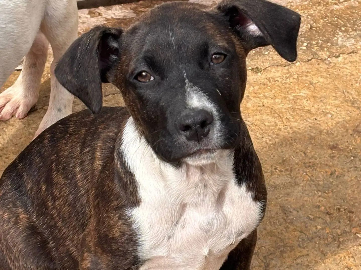 Adozione cane, maschio, Pitbull Razza sconosciuta, 10 mesi, taglia media, Ragusa