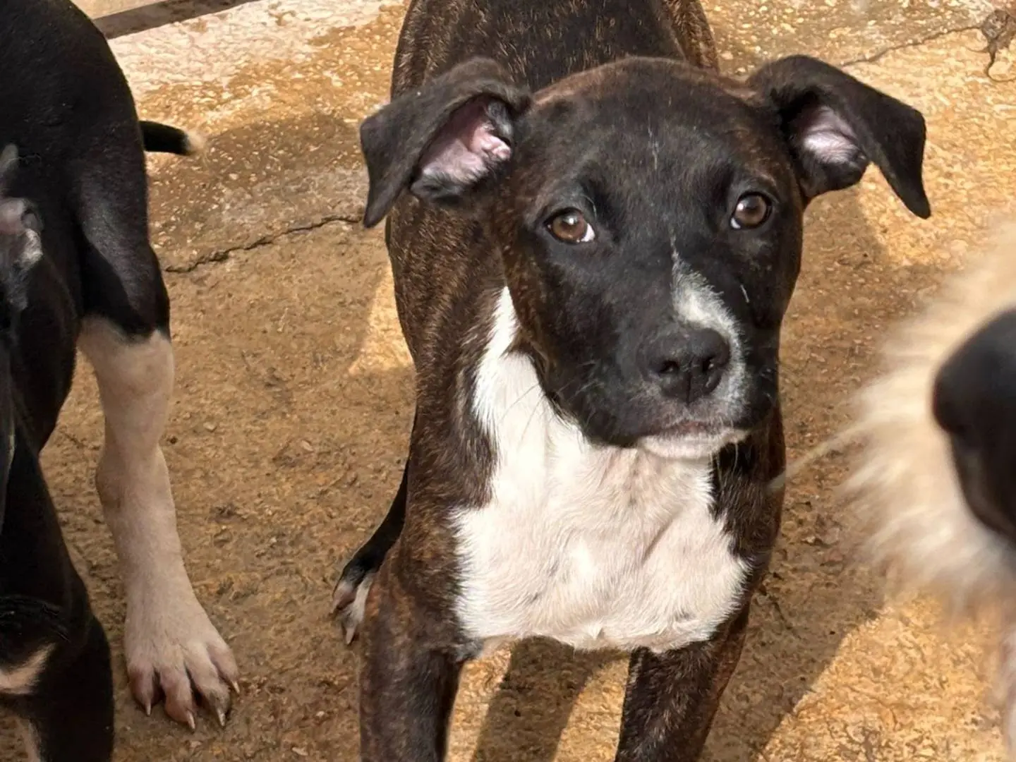 Adotta un cane, maschio, 10 mesi, Ragusa