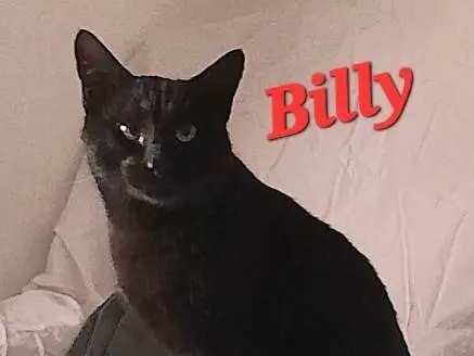 Adozione gatto, maschio, Razza sconosciuta Razza sconosciuta, 2 anni e 8 mesi, taglia non valida, Novara