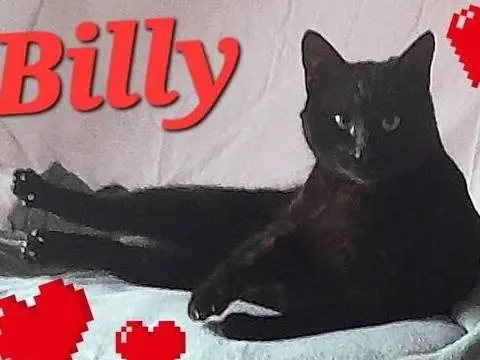 Adotta un gatto, maschio, 2 anni e 8 mesi, Novara