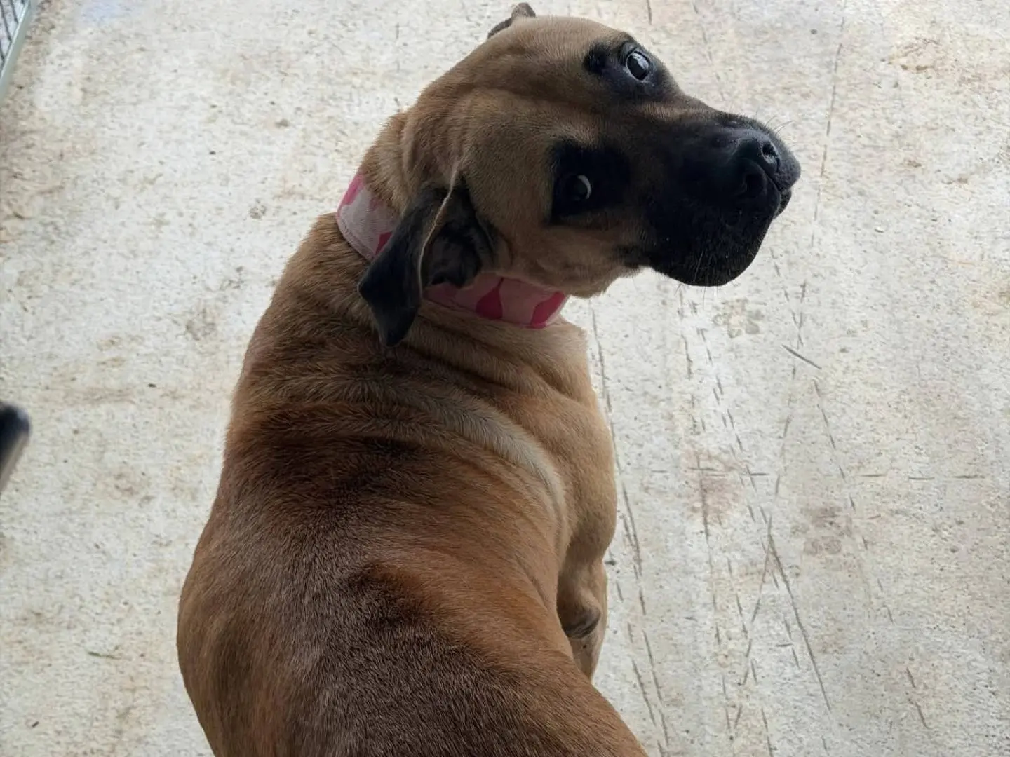 Vuoi adottare un cane a Messina?