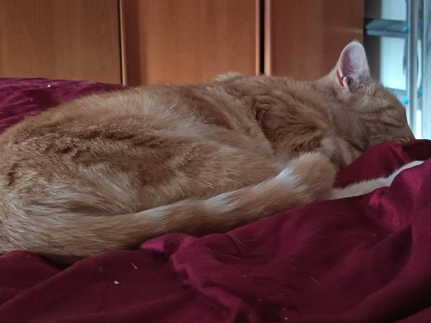 Vuoi adottare un gatto a Viterbo?