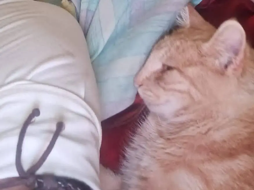 Adotta un gatto, femmina, 2 anni, Viterbo