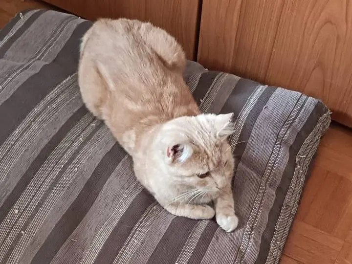 Adozione gatto, femmina, Razza sconosciuta Razza sconosciuta, 2 anni, taglia non valida, Viterbo