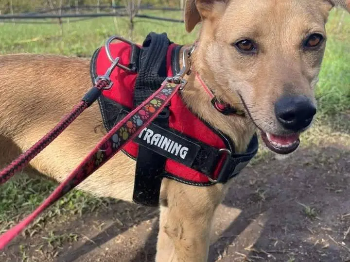 Adozione cane, femmina, meticcio, 5 anni e 9 mesi, taglia piccola, Napoli