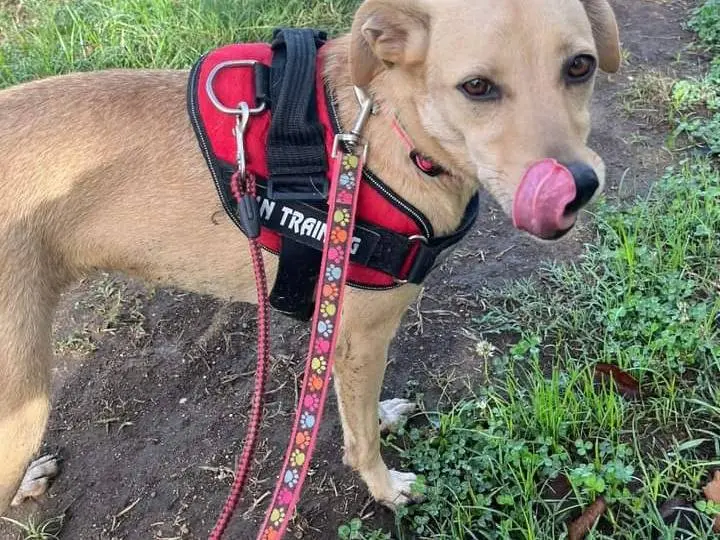 Adotta un cane, femmina, 5 anni e 9 mesi, Napoli
