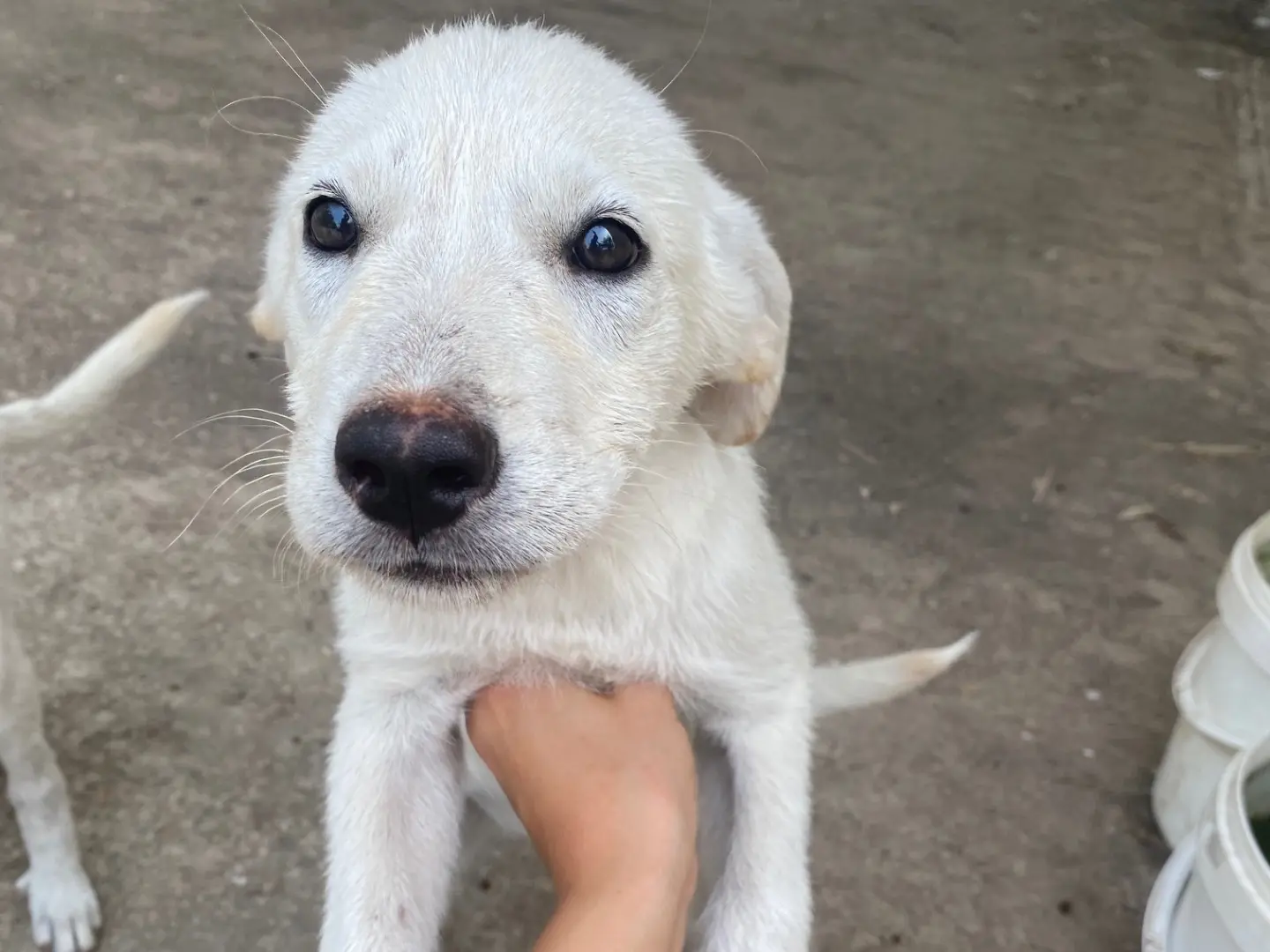 Adozione cane, femmina, Razza sconosciuta Razza sconosciuta, 4 mesi, taglia media, Ragusa