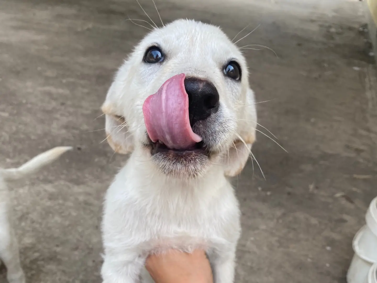 Adotta un cane, femmina, 4 mesi, Ragusa