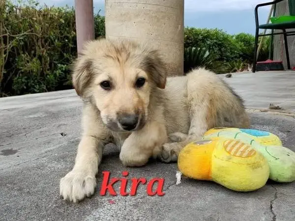 Adotta un cane, taglia media, femmina, Catania
