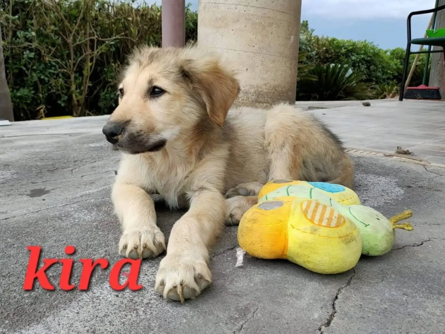 Adozione cane, femmina, Razza sconosciuta Razza sconosciuta, 1 anno e 8 mesi, taglia media, Catania