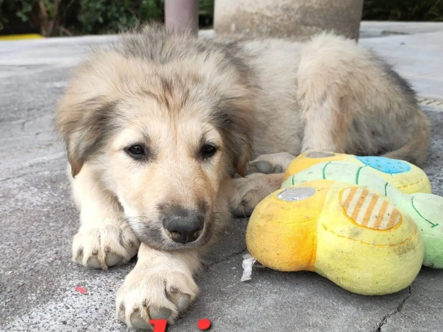 Adotta un cane, femmina, 1 anno e 8 mesi, Catania