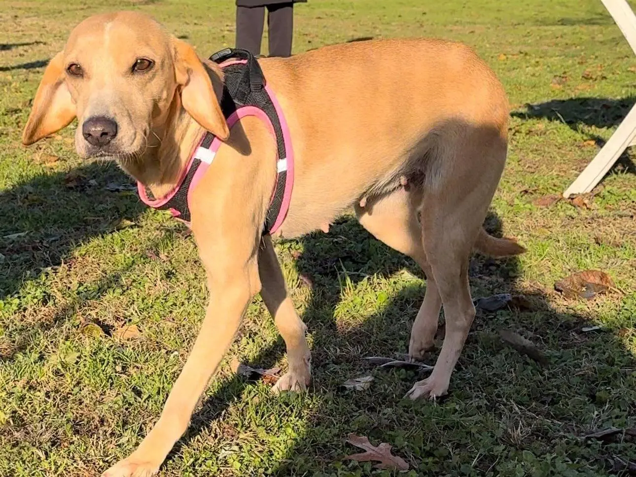 Adotta un cane, femmina, 6 anni e 8 mesi, Milano
