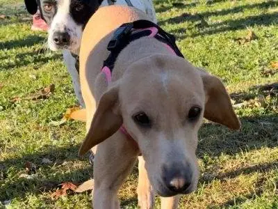Adozione cane, femmina, Labrador Retriever Segugio, 6 anni e 8 mesi, taglia media contenuta, Milano