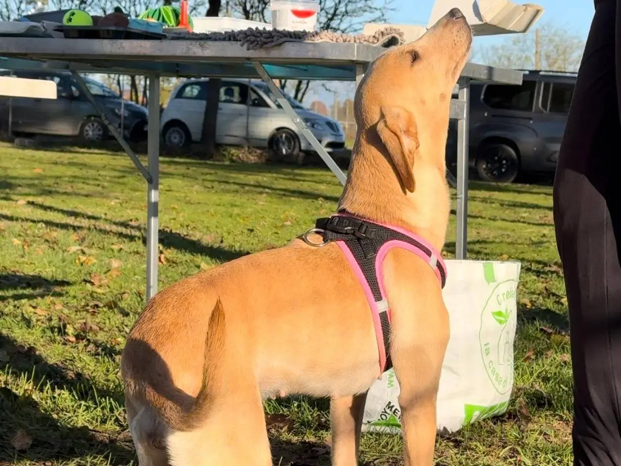 Vuoi adottare un cane a Milano?