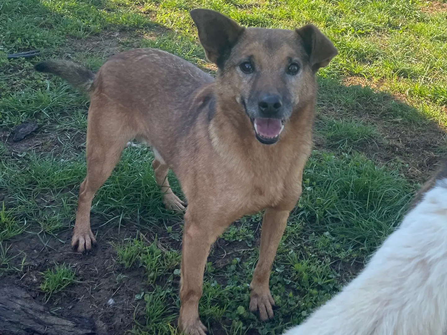 Vuoi adottare un cane a Frosinone?