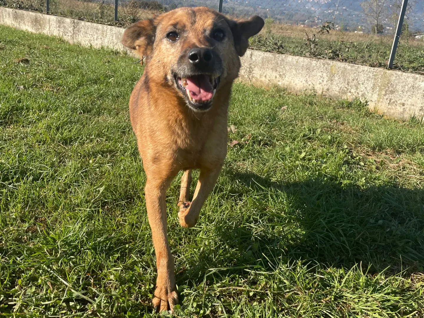 Foto 3 dell'animale