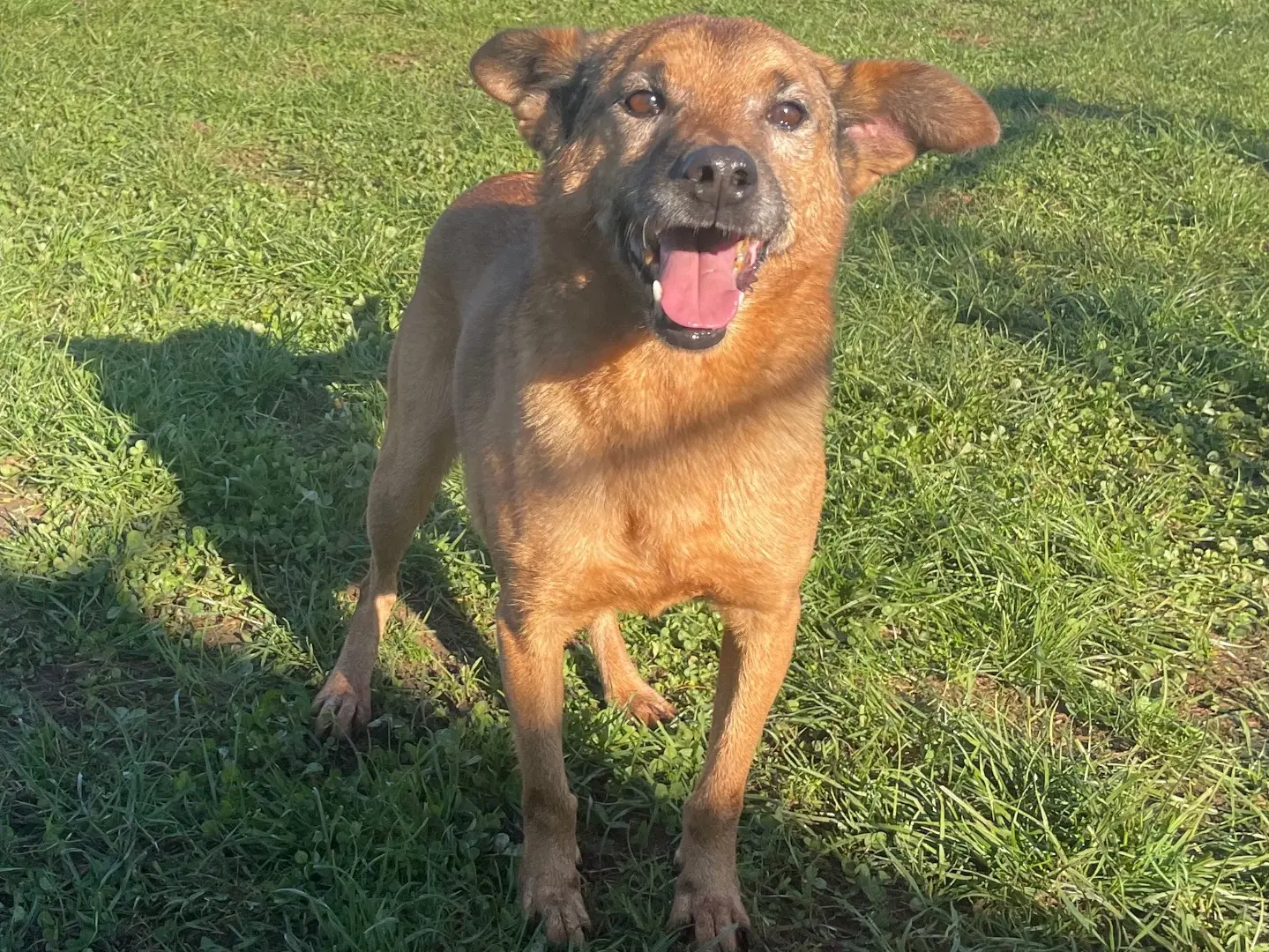 Adotta il cane amorino a Frosinone