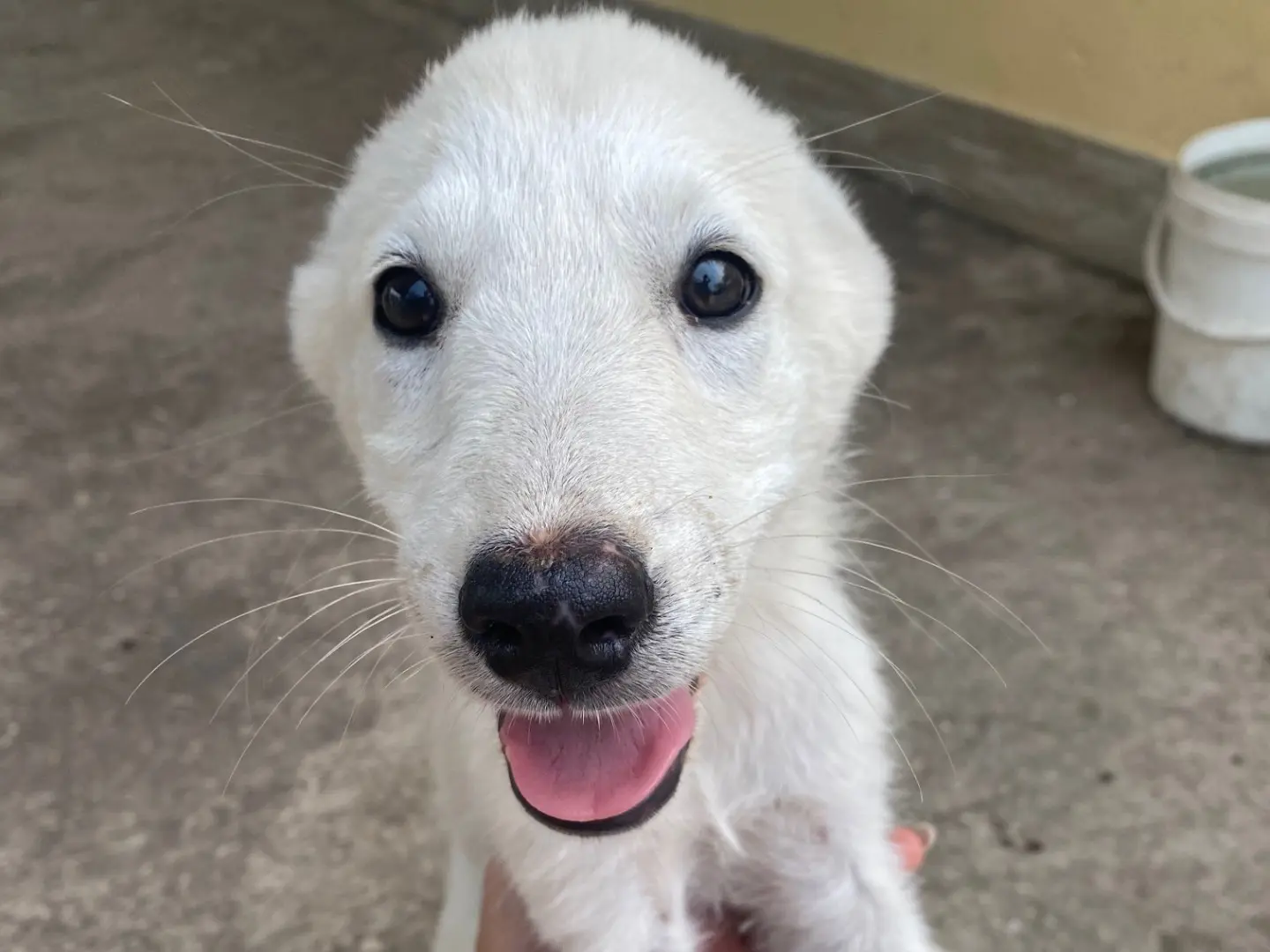 Adotta un cane, femmina, 4 mesi, Ragusa